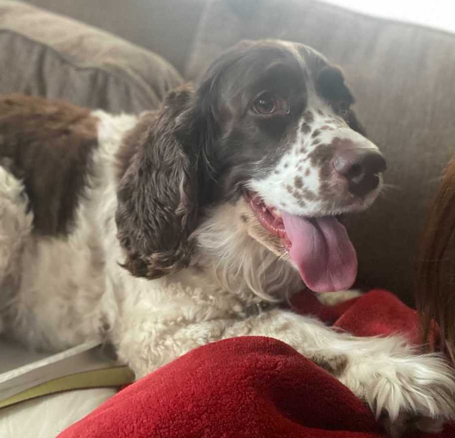 brown spotted white dog sitting on couch with red blanket