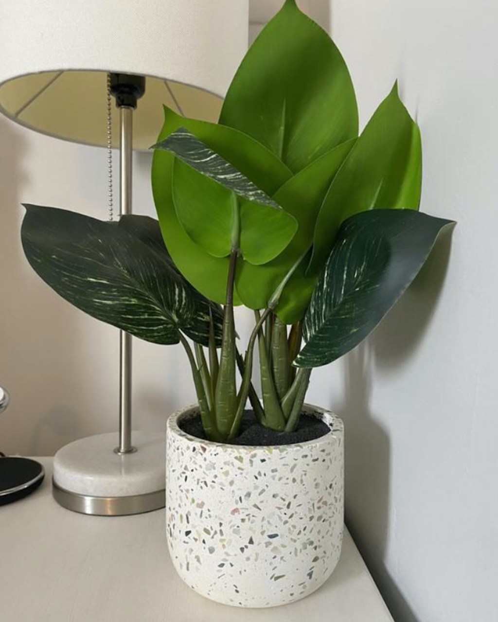 green plant in white planter