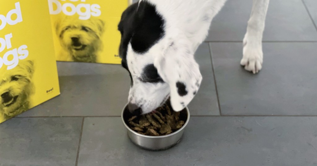 dog eating sundays food for dogs