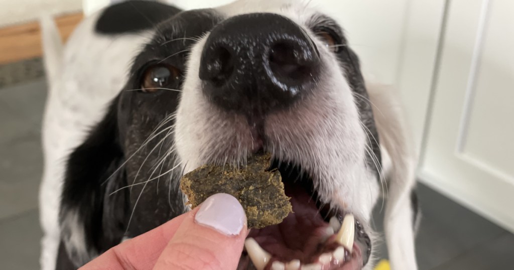 close up of dog eating sundays food for dogs dog food