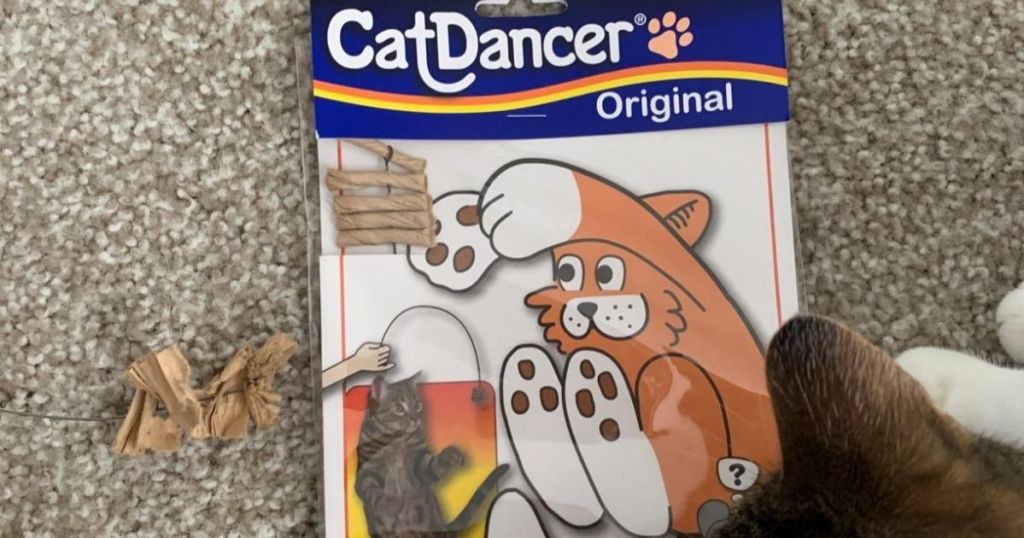 cat toy