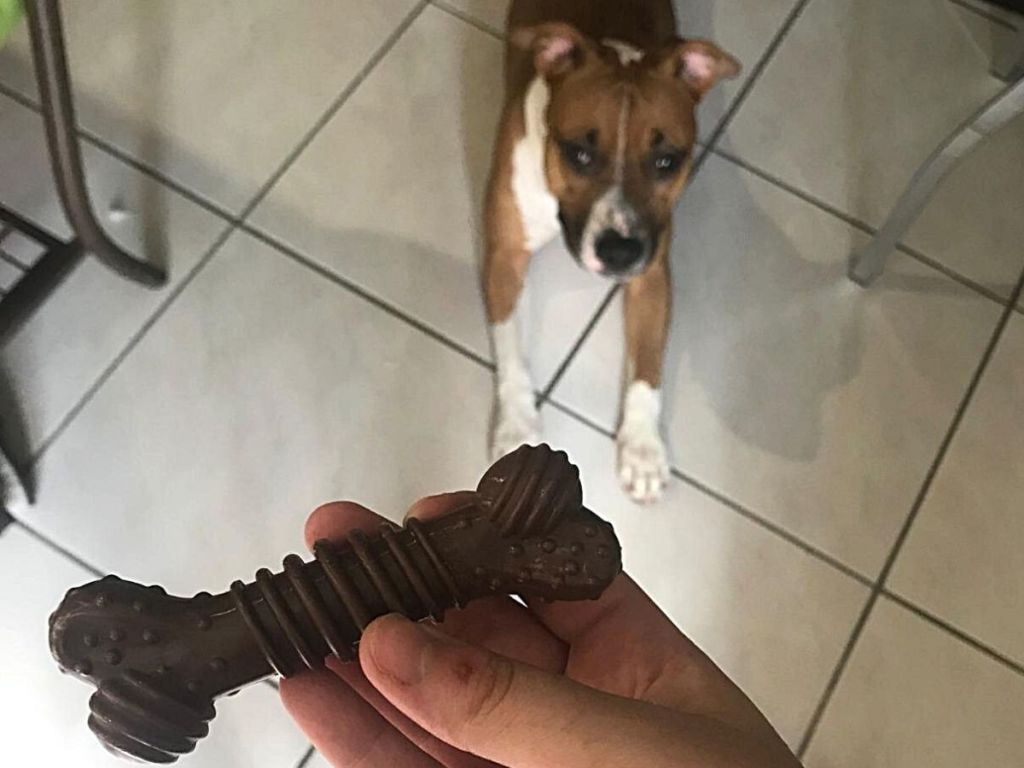 hand holding Nylabone dog chew with dog in background