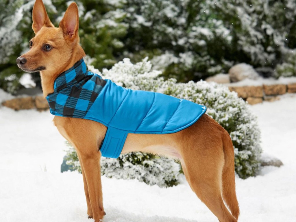 dog wearing blue sweater