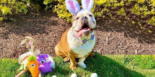 FREE Photo w/ Easter Bunny at PetSmart ( + Chance to Score 50% Off Coupon)