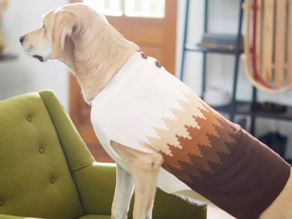 dog wearing sweater on chair