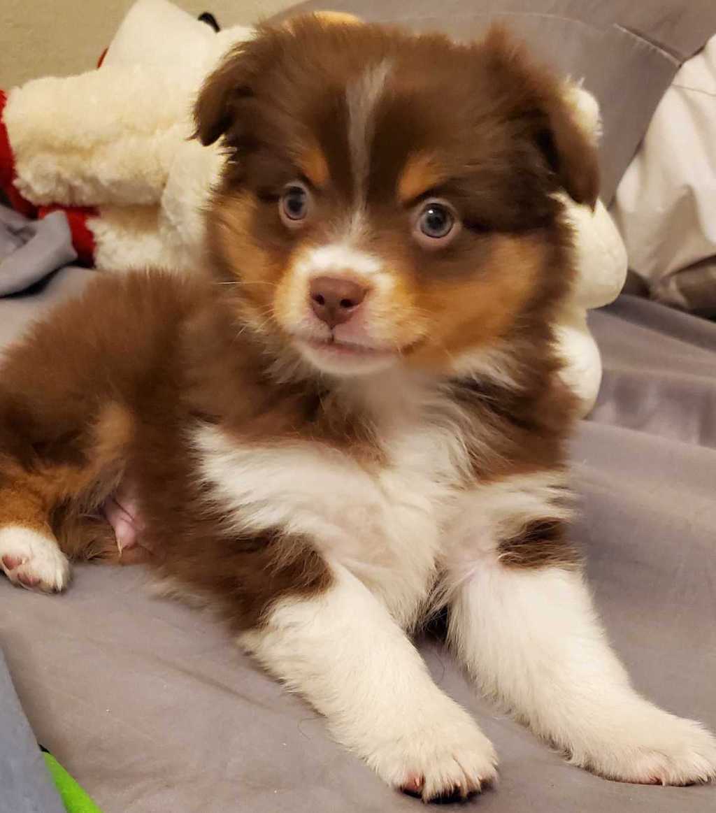 close up of brown and white puppy on bed