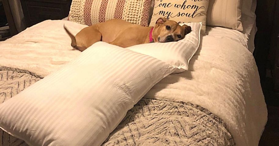 A sweet dog laying on a bed surrounded by big, fluffy pillows