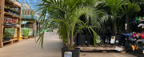 majesty palm plant