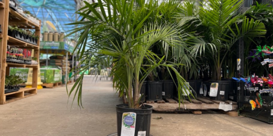 *HOT*  Majesty Palm Plant Just $15 on Lowes.online