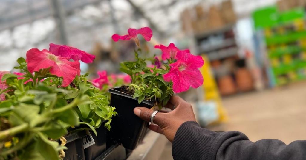 petunia flower in lowe's store