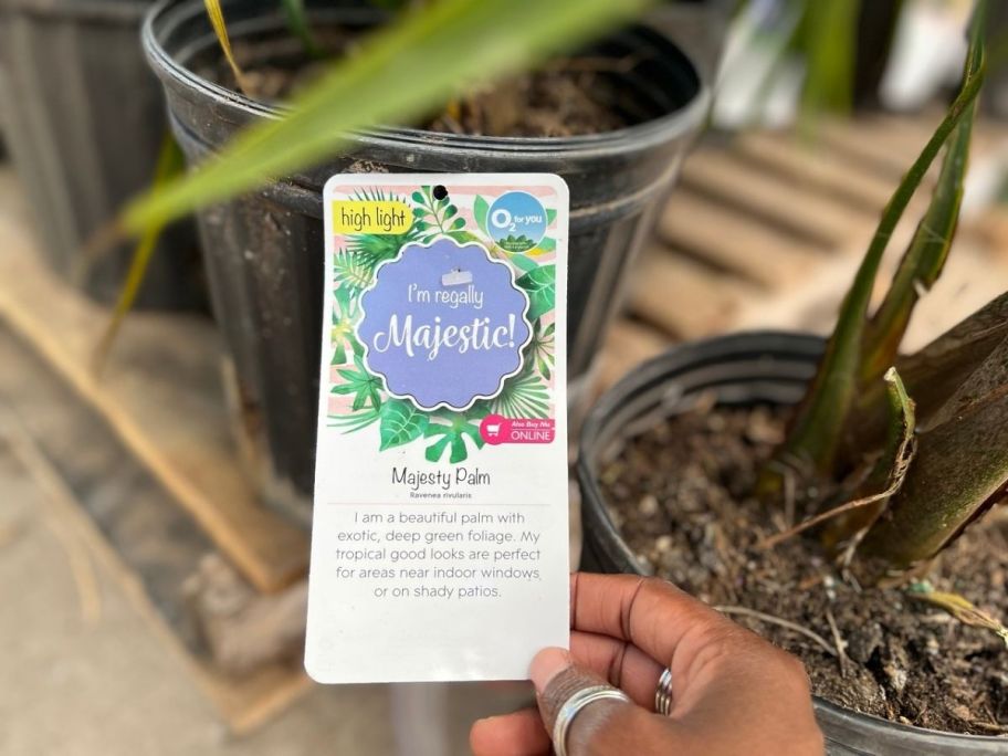 Majesty Palm Care Card