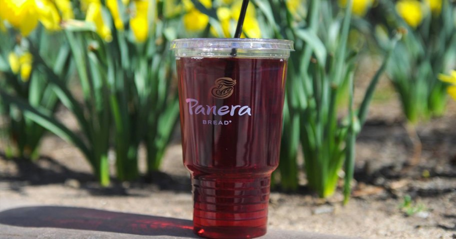 panera drink