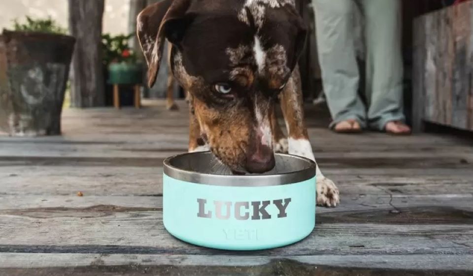 dog drinking out of a bowl