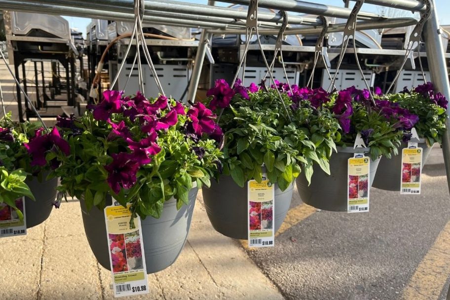 flowers hanging in lowe's garden center