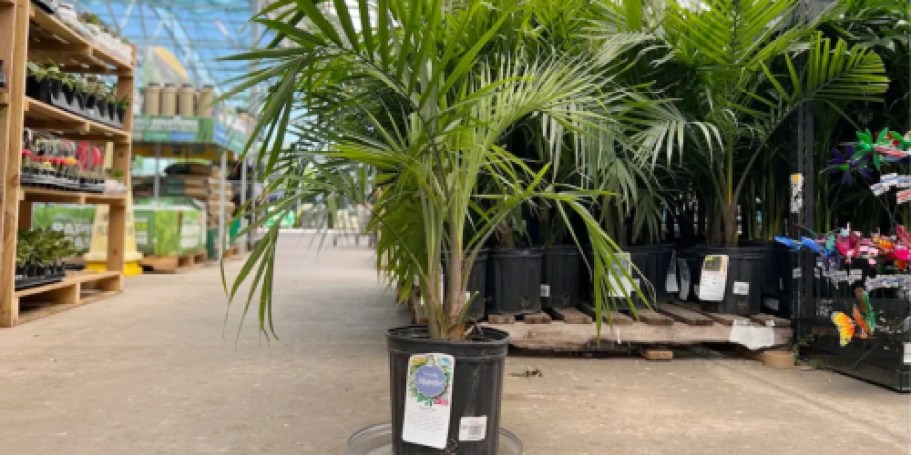 Majesty Palm Plant Only $15.98 on Lowes.online (Reg. $23)