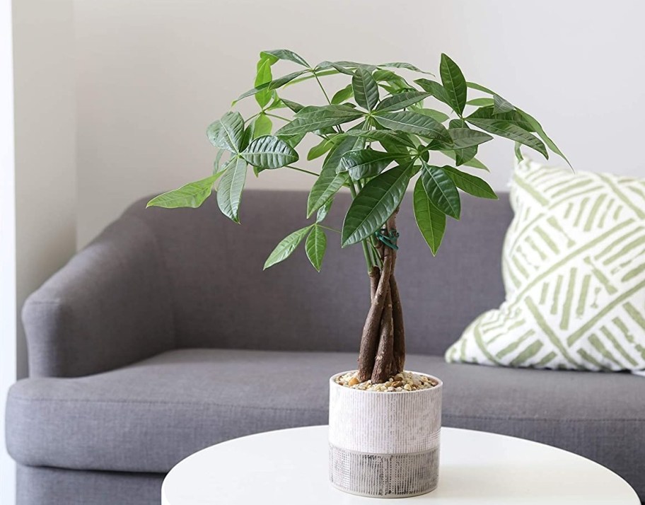 money tree on a table