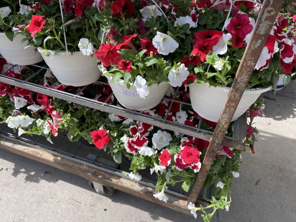 Home Depot Hanging Baskets