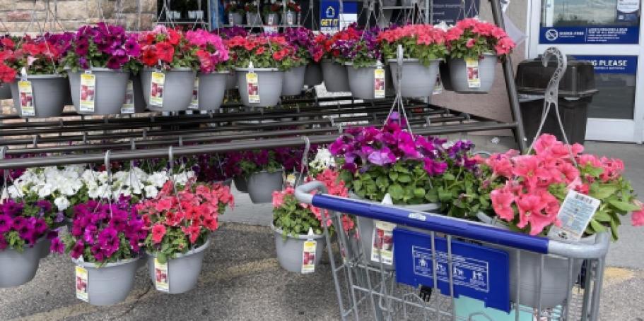 Lowe’s Memorial Day Sale Live Now | Hot Deals on Plants, Mulch, Soil, & More