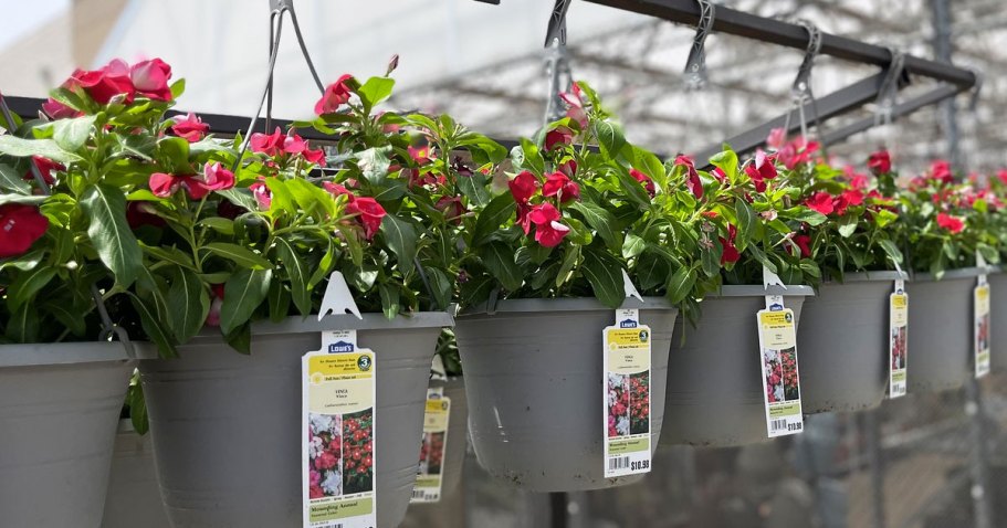 TWO Lowe’s Hanging Flower Baskets Just $15 – $7.50 Each!