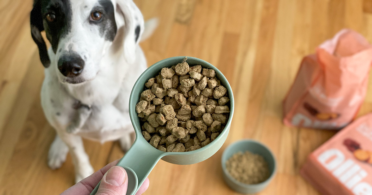On the Hunt for Healthy Dog Food? Score 60% Off Ollie’s Newest Baked Dog Food!