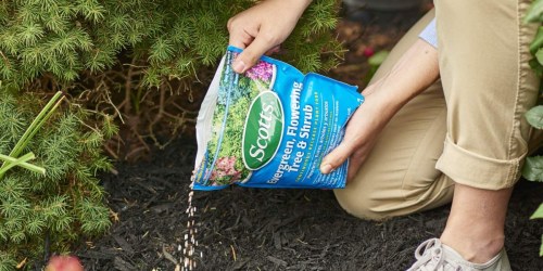 Scotts Evergreen, Flowering Tree, & Shrub Plant Food 3lb 2-Pack Only $7.69 on Amazon (Reg. $13)