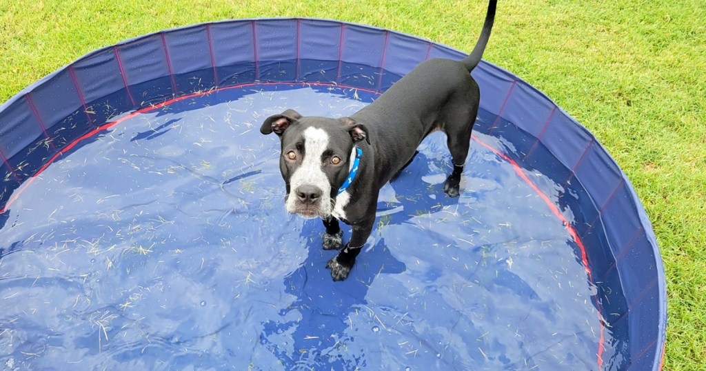 black dog standing in a red pool in grass