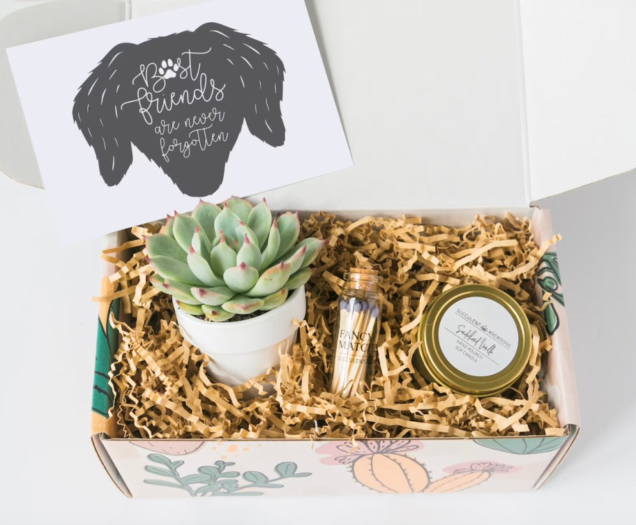 gift box with paper confetti sympathy dog card and succulent plant