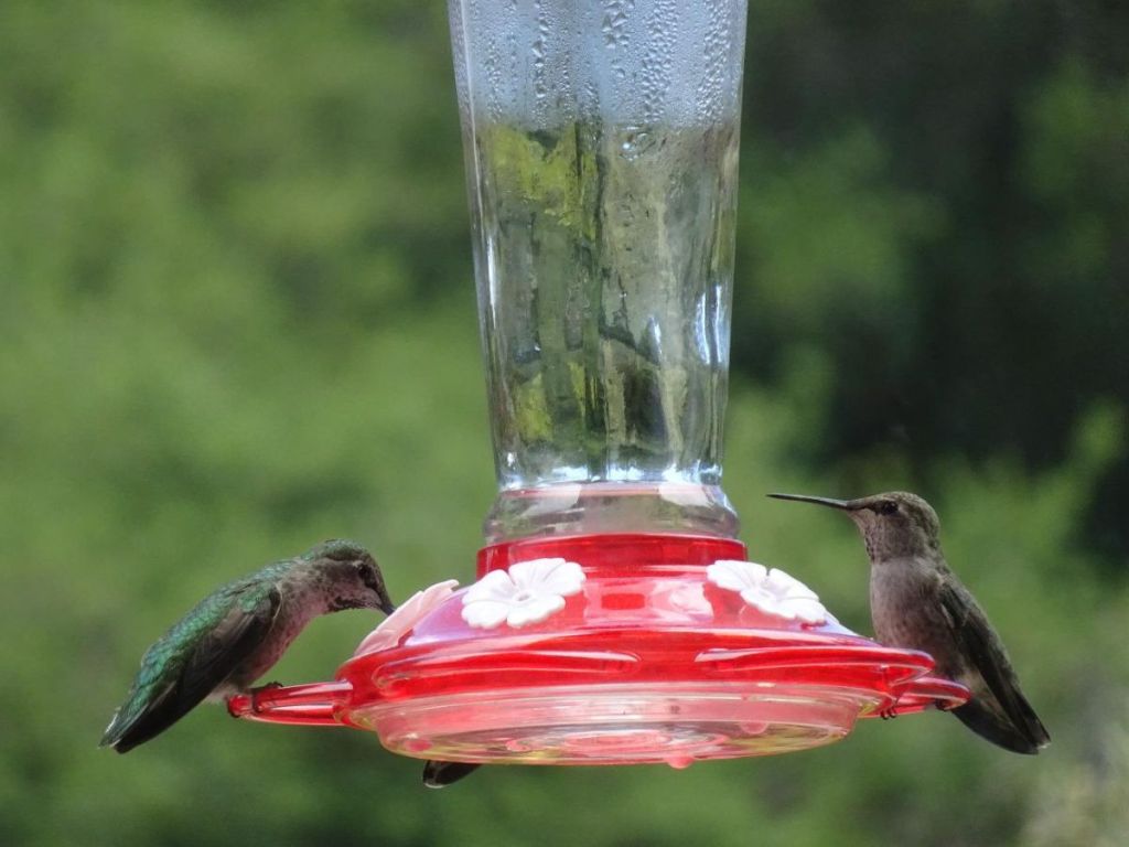 Hummingbirds on a Feeder