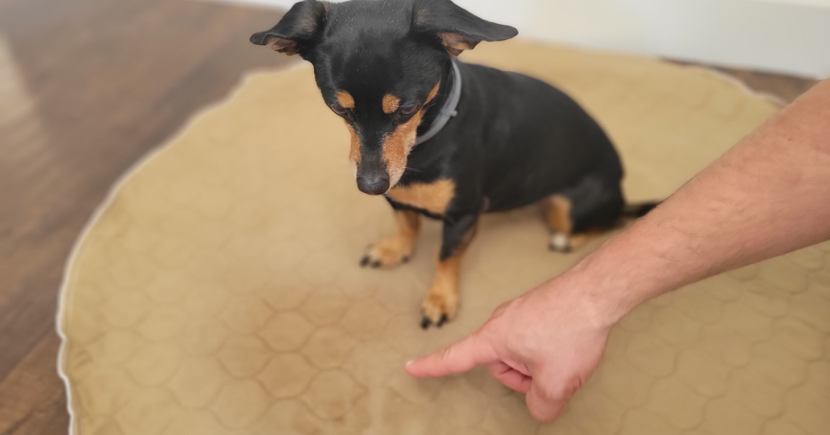 Dog on pee pad