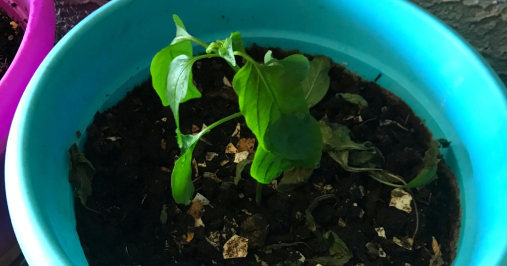 growing peppers