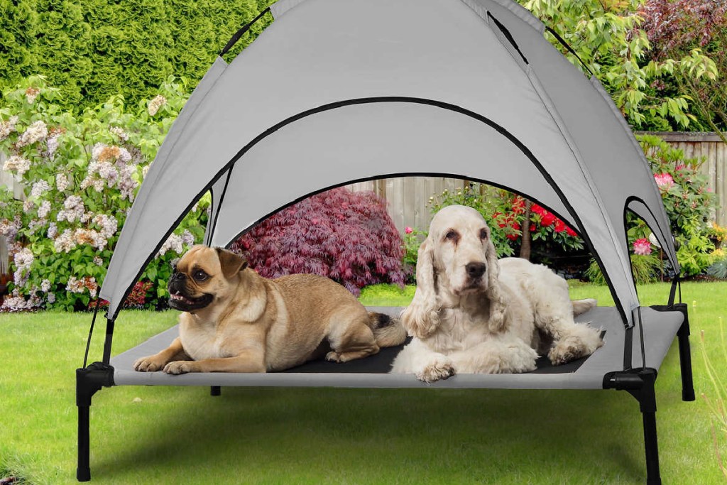 2 dogs on pet cot