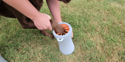 Automatic Dog Paw Cleaner Only $39 Shipped (Regularly $60) | Perfect for Muddy Paws