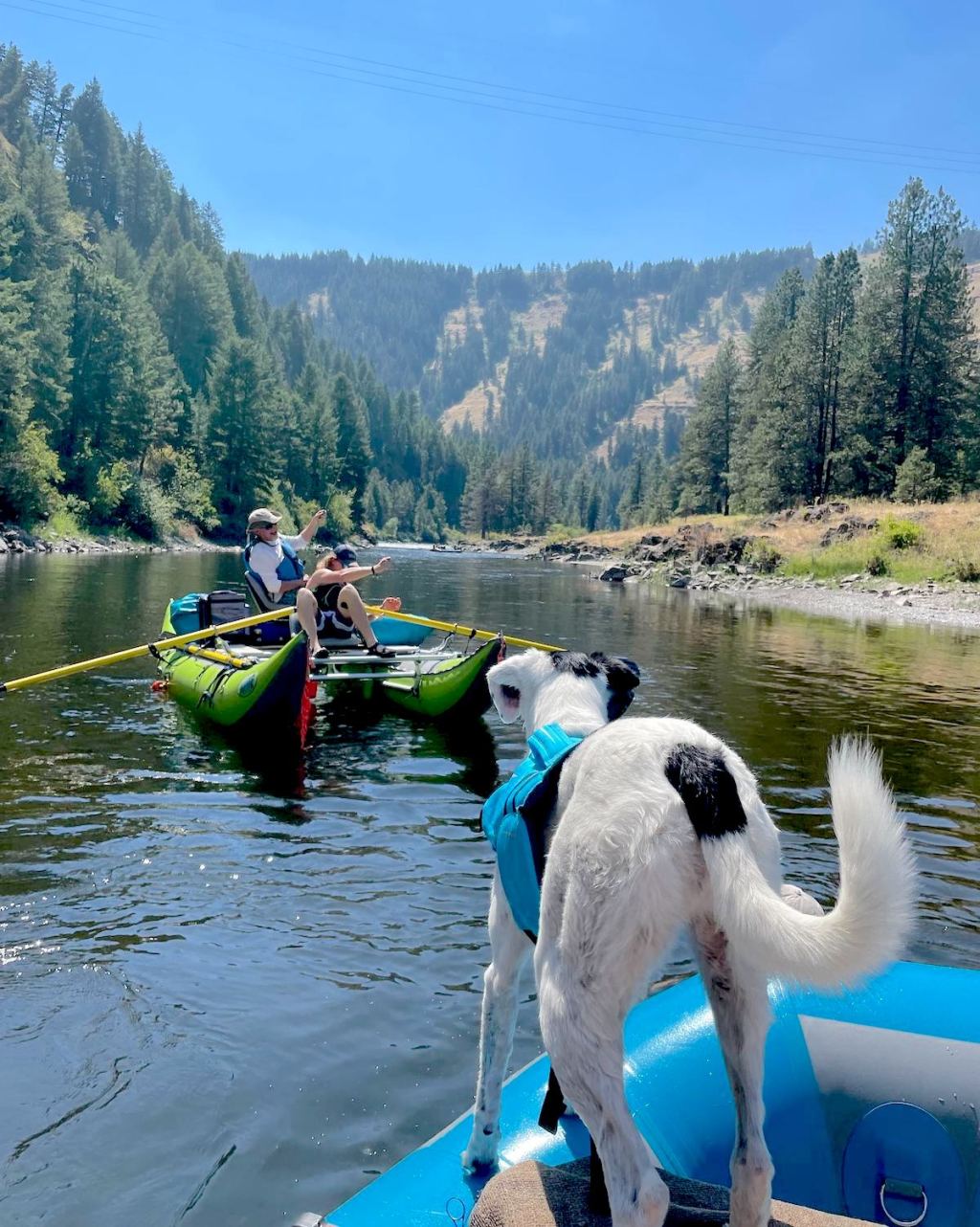 black and white dog standing on raft in river