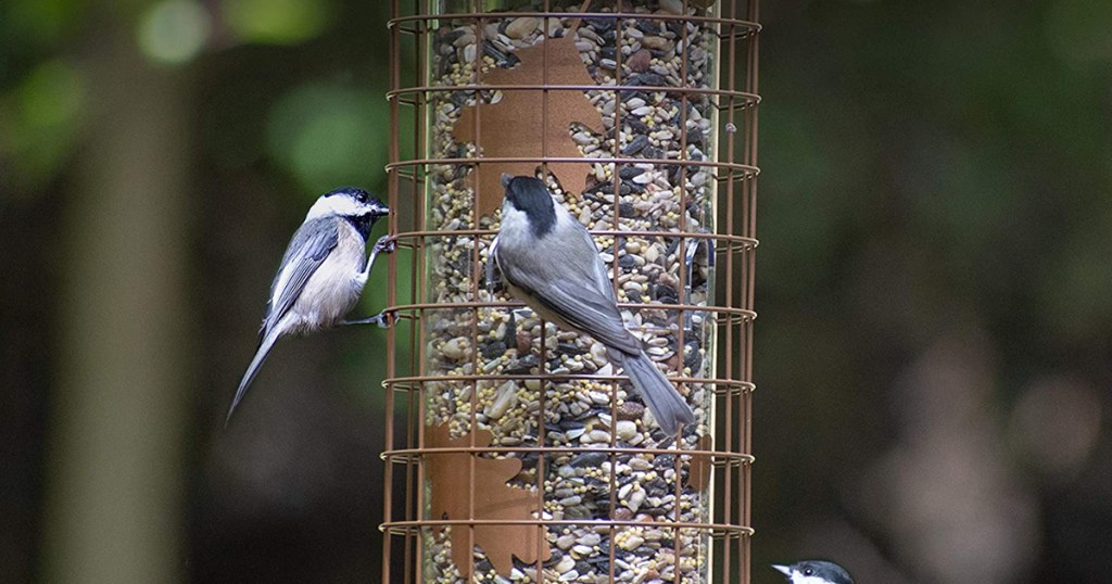 Bird feeder