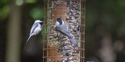 Squirrel Proof Bird Feeder Only $10 on Amazon (Regularly $16)