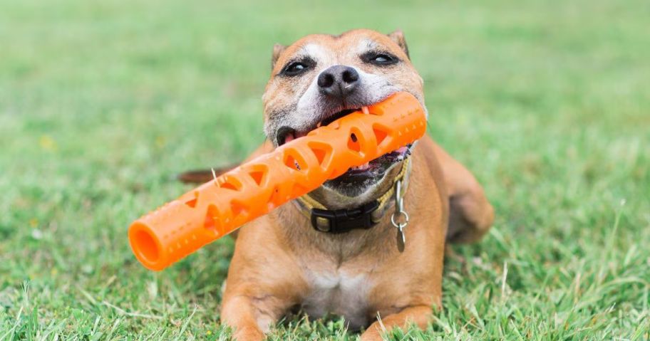 dog sitting on grass with Chuckit! Air Fetch Stick Dog Toy in his mouth