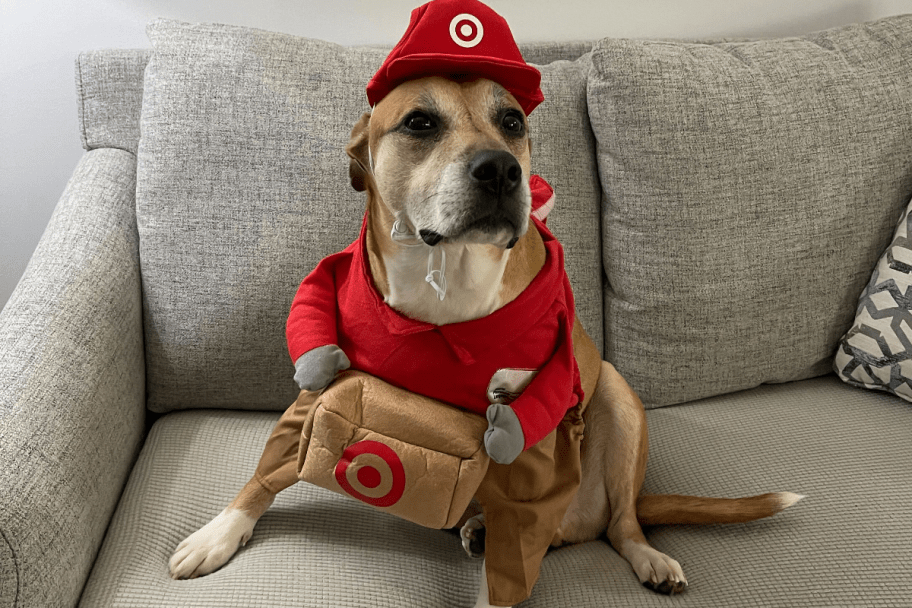 Dog sitting on coach in Target Halloween costume