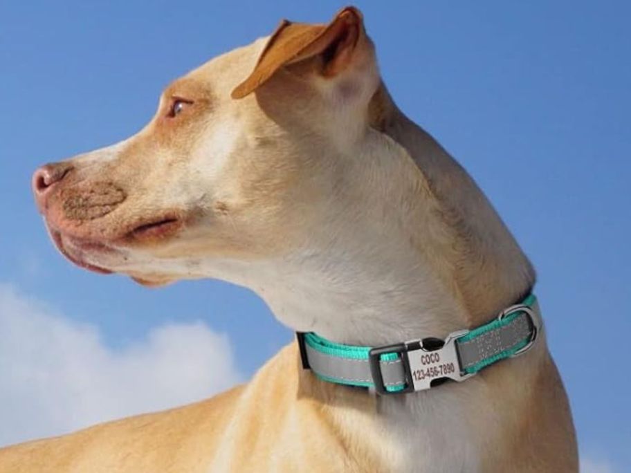 dog wearing Suncliff Reflective Engraved Personalized Dog Collar