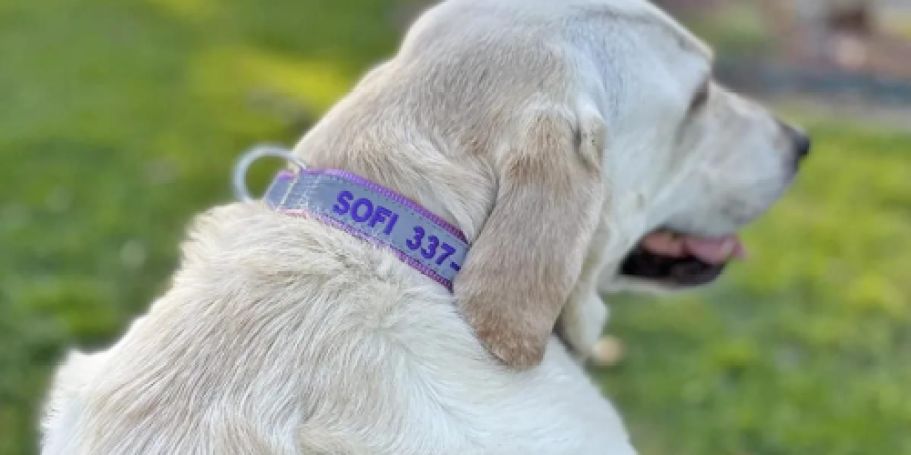 Personalized Reflective Dog Collars from $5.49 Shipped on Amazon