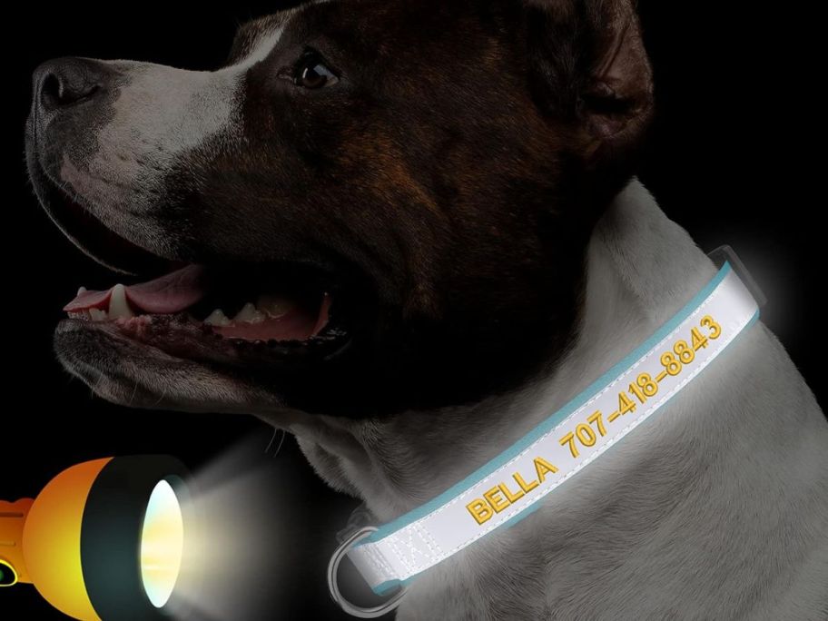 dog wearing Suncliff Reflective Polyester Personalized Dog Collar