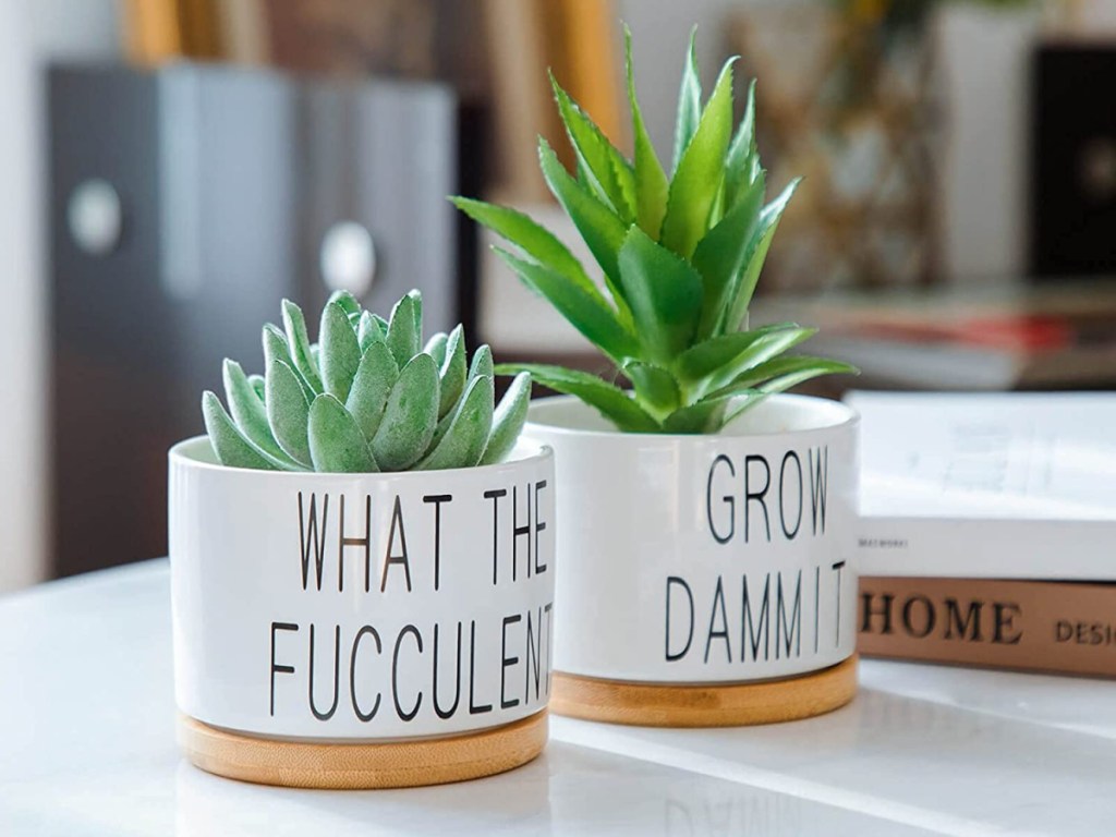 succulent pots with cheeky phrases on a desk next to stacked books