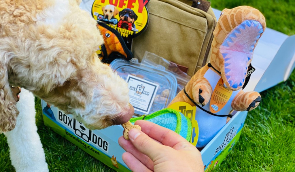 feeding pup with boxdog treats