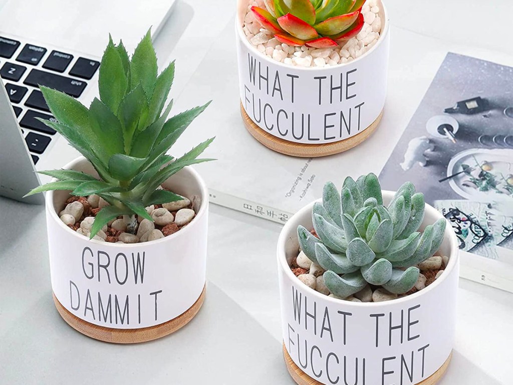 three succulent pots on desk with laptop