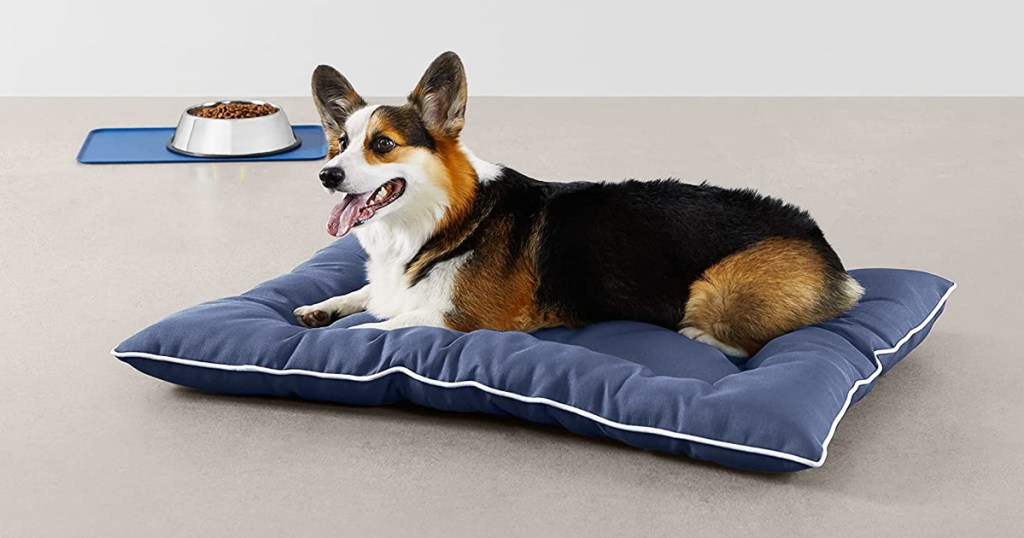 corgi laying on blue pet bed