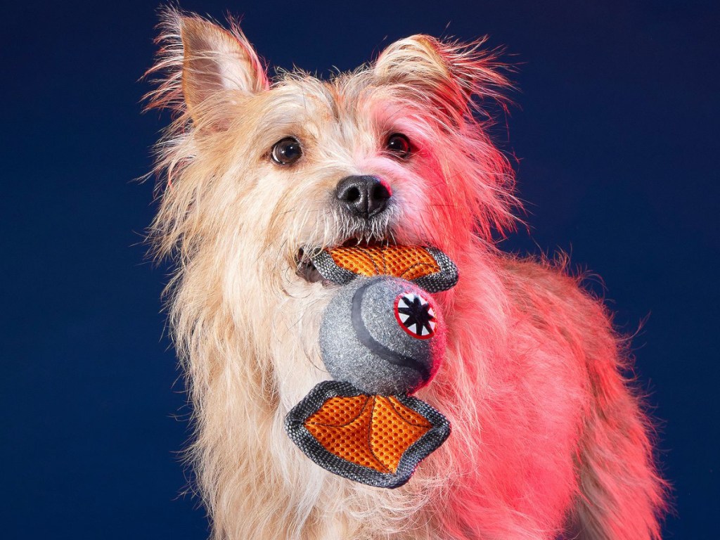 BARK Demobat Dog Toy