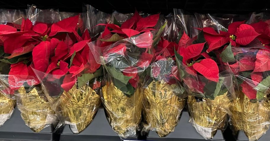 Lowe's Poinsettia