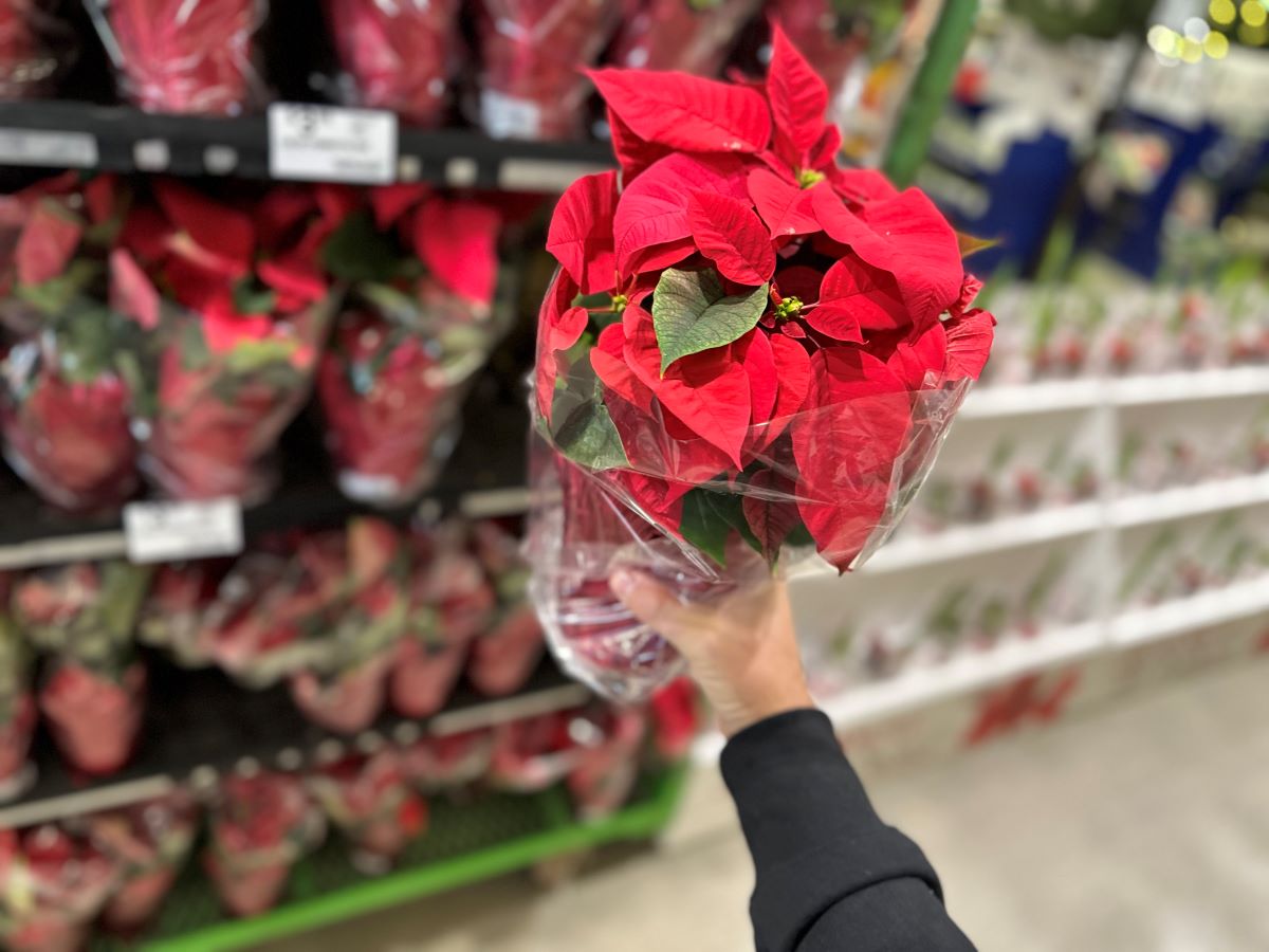 Poinsettia Lowe's