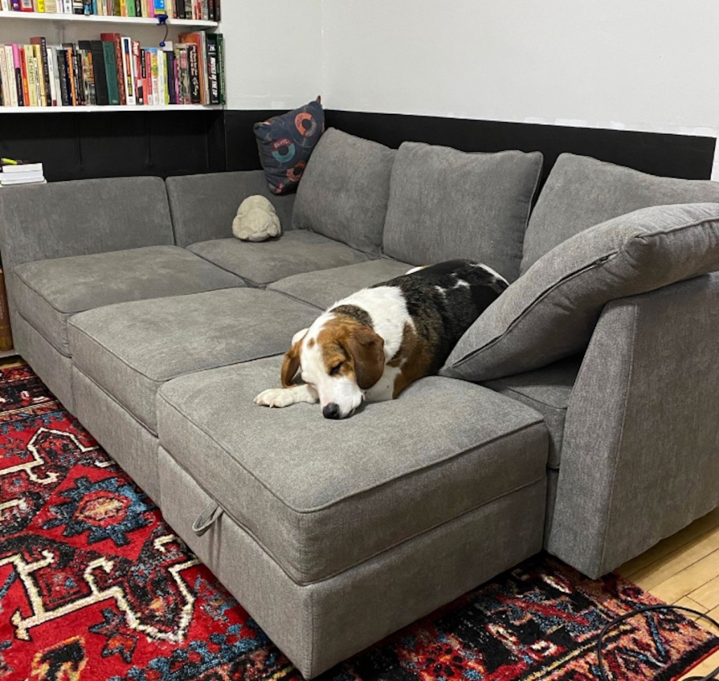 dog sleeping on gray modular sectional