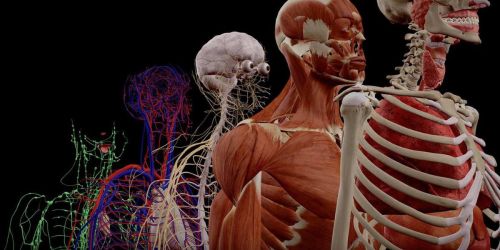 Human Anatomy Atlas 2023 onlineplete 3D Human Body App Just 99¢ (Regularly $25) | iPhone or Android