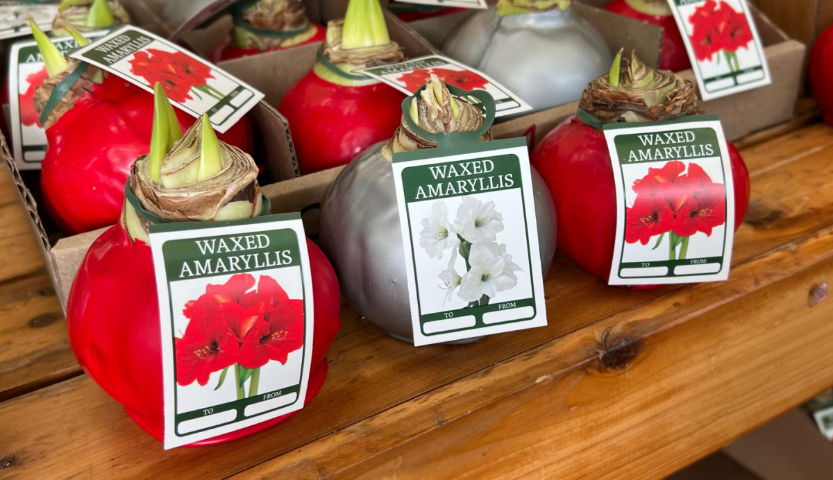 Waxed Amaryllis Bulbs Just $7.99 at Trader Joe’s | Unique Gift Idea (No Water Needed!)